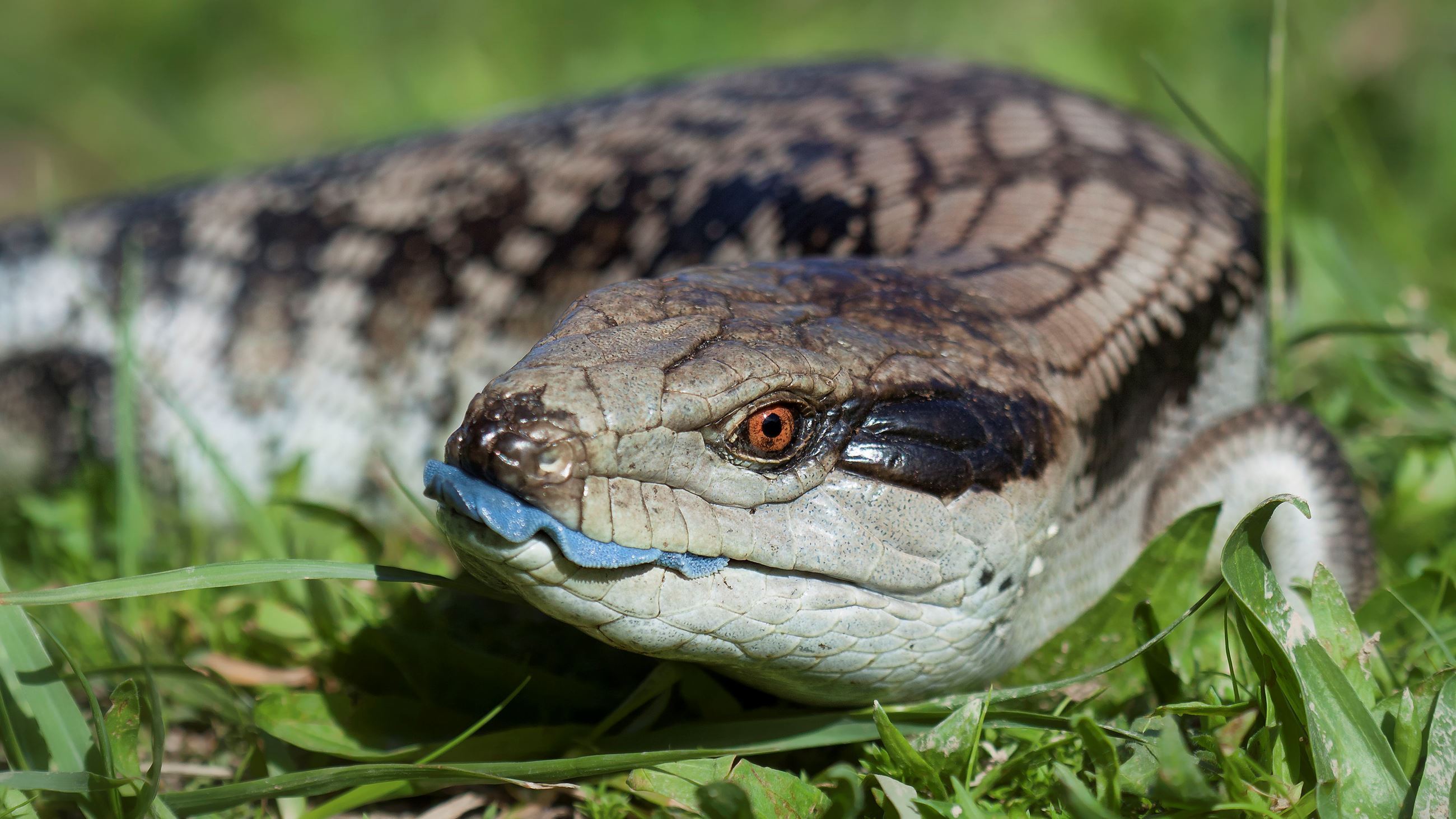 Blue-tongued Skink